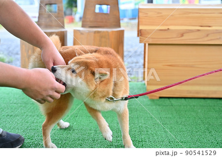 飼い主とガウガウと遊ぶ柴犬 豆柴 飼い主とガウガウと遊ぶ柴犬 豆柴 90541529