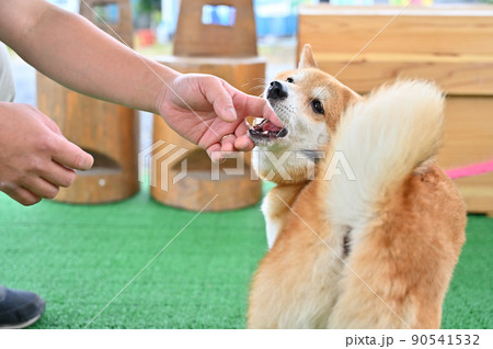 飼い主とガウガウと遊ぶ柴犬 豆柴 飼い主とガウガウと遊ぶ柴犬 豆柴 90541532
