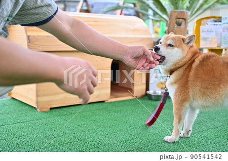飼い主の手を甘噛みして遊ぶ柴犬 豆柴 飼い主の手を甘噛みして遊ぶ柴犬 豆柴 90541542