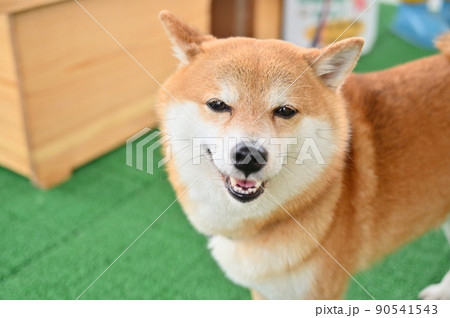 笑顔が可愛い柴犬のアップ　豆柴 90541543