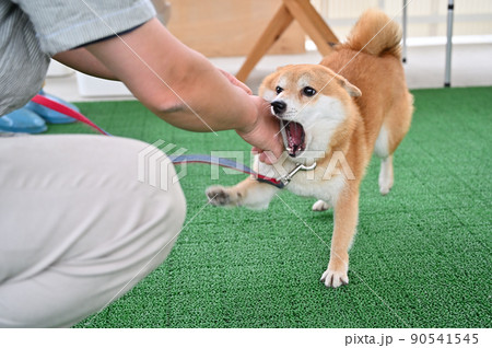 飼い主とガウガウと遊ぶ柴犬　豆柴 90541545