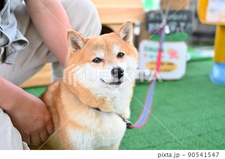 飼い主に甘える可愛い柴犬のアップ　豆柴 90541547