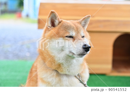 目を閉じてまどろむ柴犬 豆柴 目を閉じてまどろむ柴犬 豆柴 90541552