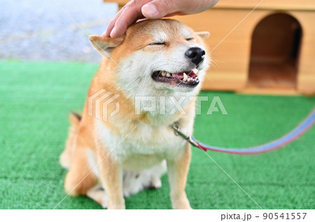頭を撫でられてご機嫌な柴犬 豆柴 頭を撫でられてご機嫌な柴犬 豆柴 90541557