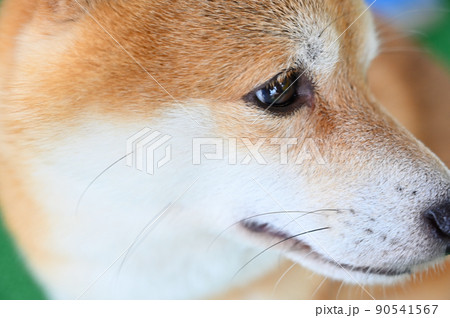 優しい目をした柴犬の横顔のアップ　豆柴 90541567
