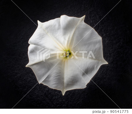 Studio shot of flower on a black background. Decorative flowers. Studio shot of flower on a black background. Decorative flowers. 90541775