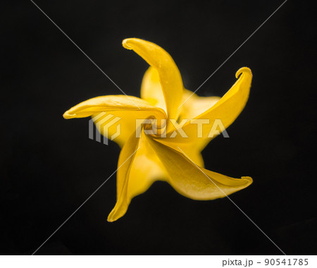 Top view of a flower on a black background. On black background. Top view of a flower on a black background. On black background. 90541785