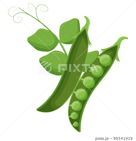 Cute green pea isolated on white background. Vegetarian food. Flat vector illustration. Cute green pea isolated on white background. Vegetarian food. Flat vector illustration. 90541919