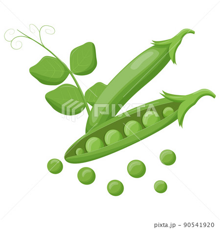 Cute green pea isolated on white background. Vegetarian food. Flat vector illustration. 90541920