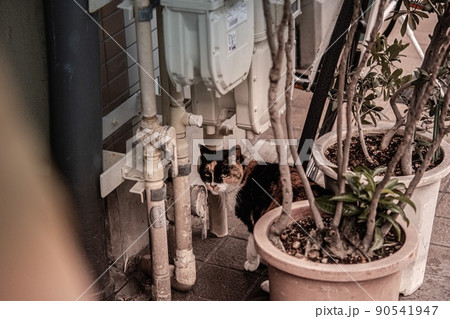 猫と植木鉢 猫と植木鉢 90541947