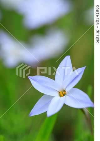 春に咲く花ニラのイメージ 春に咲く花ニラのイメージ 90541965