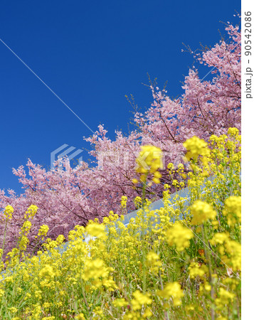 桜をバックに咲く満開の菜の花イメージ 90542086