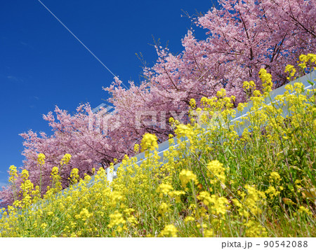 桜をバックに咲く満開の菜の花イメージ 90542088
