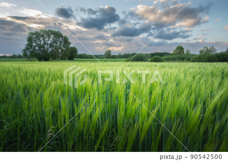Green barley field and the evening sky 90542500