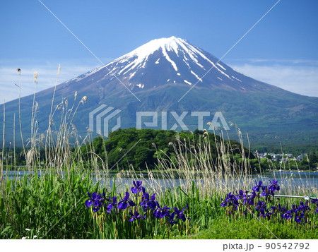 山梨県 花菖蒲と富士 初夏 山梨県 花菖蒲と富士 初夏 90542792