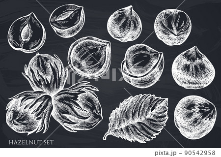 Vector set of hand drawn chalk hazelnut 90542958