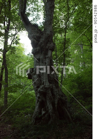 福島県喜多方市の日本百名山の夏季飯豊山の長坂尾根の登山道 90542986