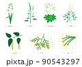 7つの主な花粉症のアレルゲン植物のイラスト 90543297