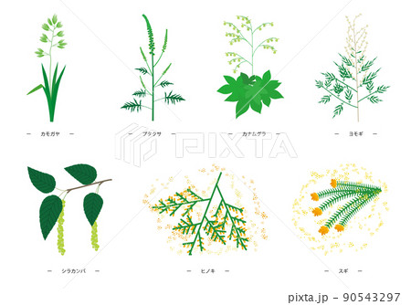 7つの主な花粉症のアレルゲン植物のイラスト 90543297