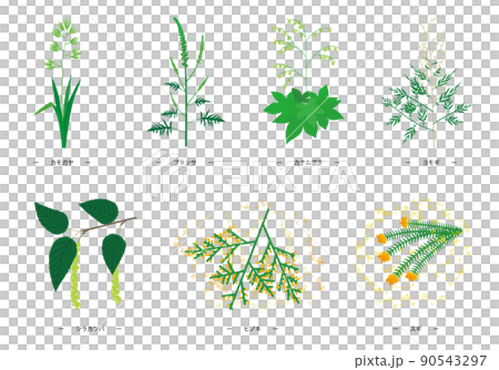 7つの主な花粉症のアレルゲン植物のイラスト 90543297
