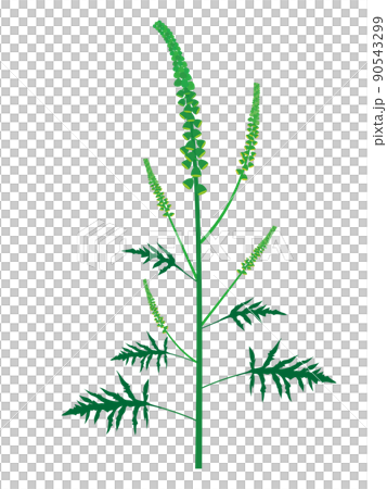 豚草花粉症過敏原植物插圖 90543299