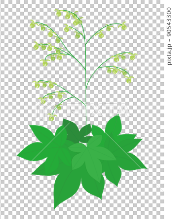 葎草花粉症過敏原植物插圖 90543300