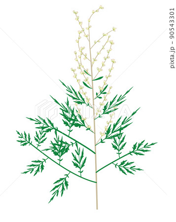 ヨモギ 花粉症のアレルゲン植物のイラスト ヨモギ 花粉症のアレルゲン植物のイラスト 90543301