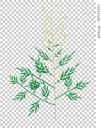 Illustration of allergen plant of mugwort pollinosis 90543301