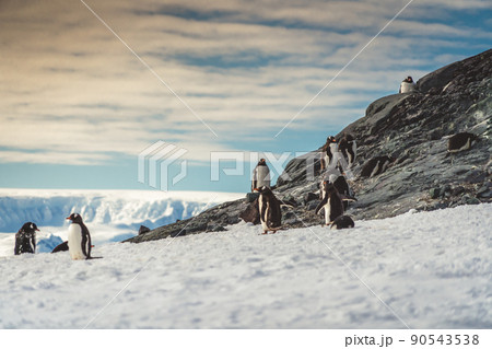 Penguins in Antarctica. Port Lockroy 90543538