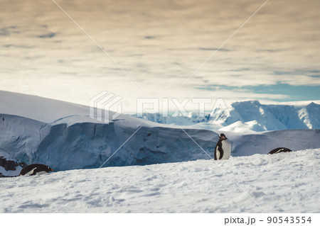 Penguins in Antarctica. Port Lockroy 90543554