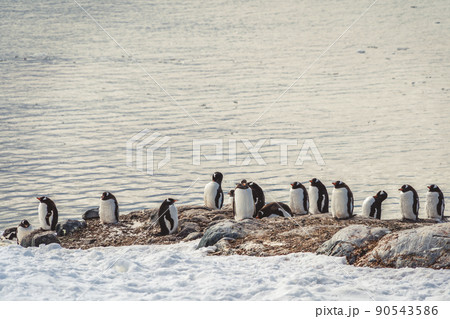 Penguins in Antarctica. Port Lockroy 90543586