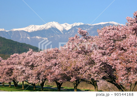長野県伊那市高遠町下山田 三峰川沿いの桜並木と冠雪した中央アルプス木曽山脈 長野県伊那市高遠町下山田 三峰川沿いの桜並木と冠雪した中央アルプス木曽山脈 90544168