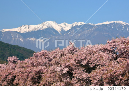 長野県伊那市高遠町下山田 三峰川沿いの桜並木と冠雪した中央アルプス木曽山脈 長野県伊那市高遠町下山田 三峰川沿いの桜並木と冠雪した中央アルプス木曽山脈 90544170