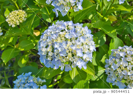 大分県宇佐市響山公園のあじさい 90544451