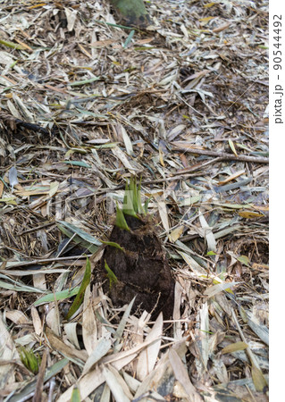 旬の味覚　筍 90544492