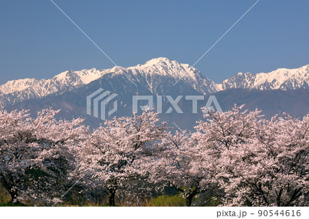 長野県伊那市美篶　三峰川ナイスロード沿いの桜並木と冠雪した中央アルプス木曽山脈 90544616
