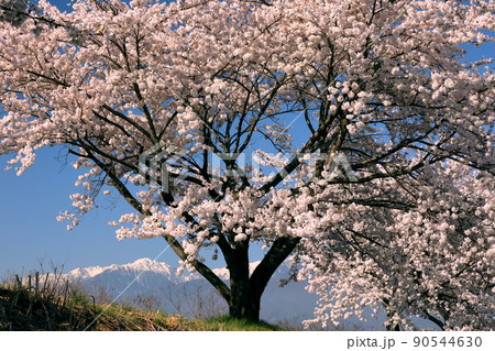 長野県伊那市美篶 三峰川ナイスロード沿いの桜並木と冠雪した中央アルプス木曽山脈 長野県伊那市美篶 三峰川ナイスロード沿いの桜並木と冠雪した中央アルプス木曽山脈 90544630