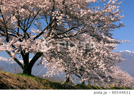 長野県伊那市美篶 三峰川ナイスロード沿いの桜並木と冠雪した中央アルプス木曽山脈 長野県伊那市美篶 三峰川ナイスロード沿いの桜並木と冠雪した中央アルプス木曽山脈 90544631