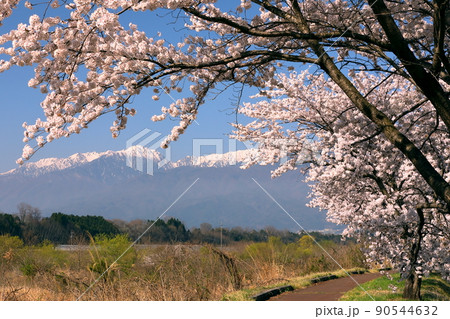 長野県伊那市美篶 三峰川ナイスロード沿いの桜並木と冠雪した中央アルプス木曽山脈 長野県伊那市美篶 三峰川ナイスロード沿いの桜並木と冠雪した中央アルプス木曽山脈 90544632