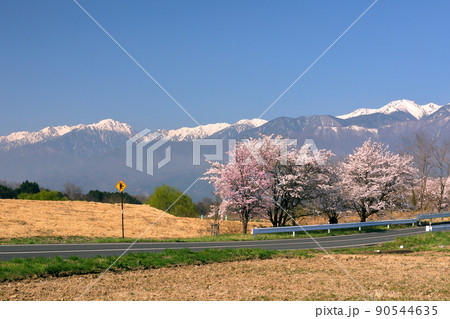 長野県伊那市美篶 三峰川ナイスロード沿いの桜並木と冠雪した中央アルプス木曽山脈 長野県伊那市美篶 三峰川ナイスロード沿いの桜並木と冠雪した中央アルプス木曽山脈 90544635