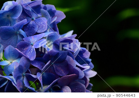 雨に濡れた紫陽花のアップ 90544643