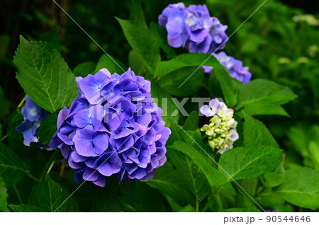 雨に濡れた紫陽花4 雨に濡れた紫陽花4 90544646