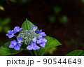 雨に濡れた紫陽花3 90544649