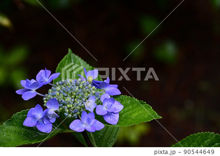 雨に濡れた紫陽花3 90544649