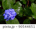 雨に濡れた紫陽花2 90544651