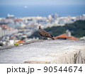 雉鳩 90544674