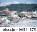 雉鳩 90544675