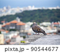 雉鳩 90544677