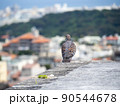 雉鳩 90544678