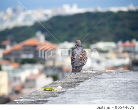 雉鳩 90544678